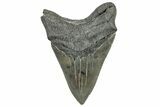 Serrated, Fossil Megalodon Tooth - South Carolina #324269-2